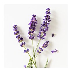 HÄRMHÖK bolsa de lavanda