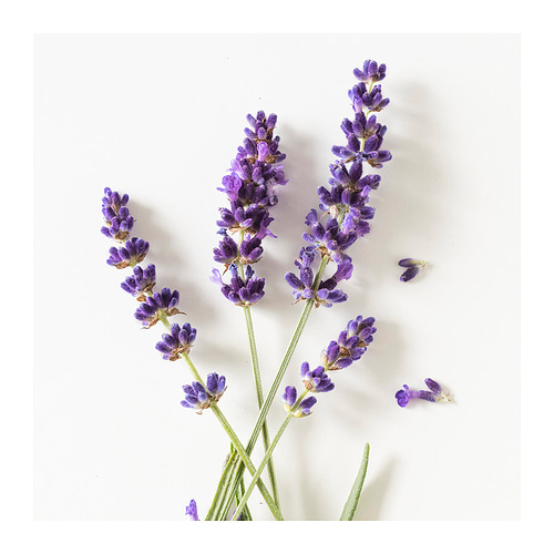 HÄRMHÖK, bolsa de lavanda. 4 de 5 abrir diálogo