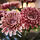 Variación actual: interior/exterior/Crisantemo rosado