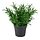 Select colour variation: Rosemary