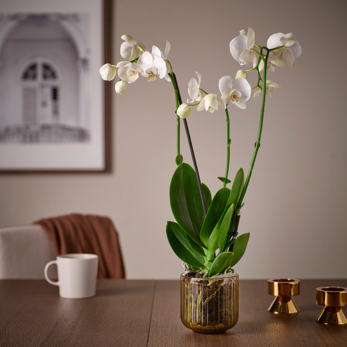 GRADVIS, maceta. 3 de 4 open dialog