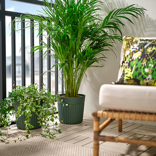 FRÄKENVÄXT, maceta. 2 de 5 open dialog