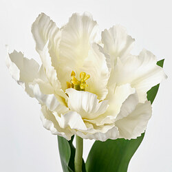 SMYCKA flor artificial