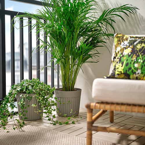 FRÄKENVÄXT, maceta. 2 de 4 open dialog