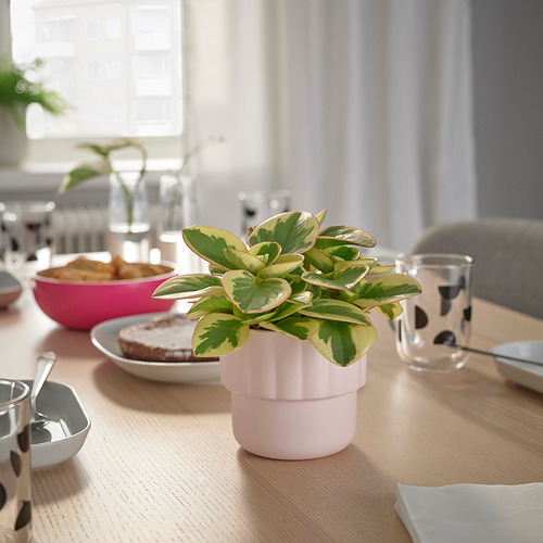 HÄNGSÄLG, maceta. 3 de 5 open dialog