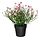 Current variation: indoor/outdoor/Baby’s breath pink