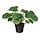 Selecciona una variación de color: Pilea