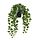 Select colour variation: Hanging Ivy