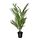 Select colour variation: Areca palm