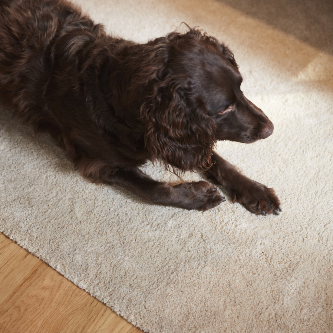 STOENSE, rug, low pile. 4 of 7 open dialog