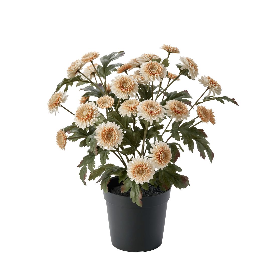 Select colour variation: Chrysanthemums light orange
