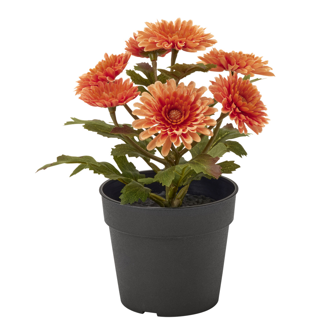 Selecciona una variación de color: Crisantemo naranja