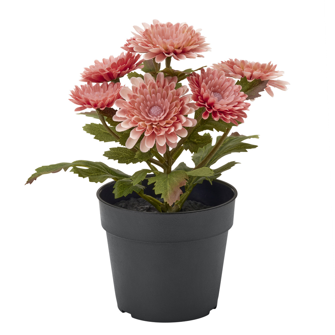 Selecciona una variación de color: Crisantemo rosa