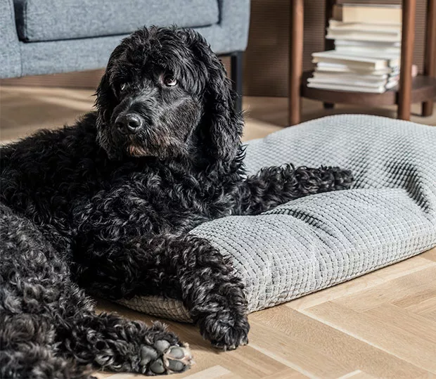 IKEA Puerto Rico Pets policy