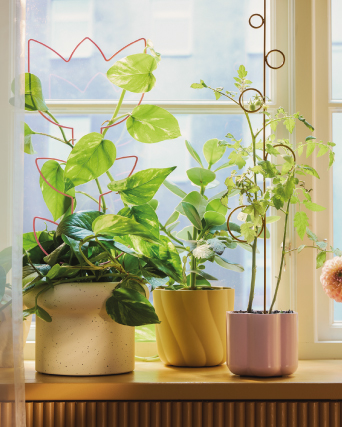 Macetas de plantas recibiendo la luz del sol en una ventana luminosa