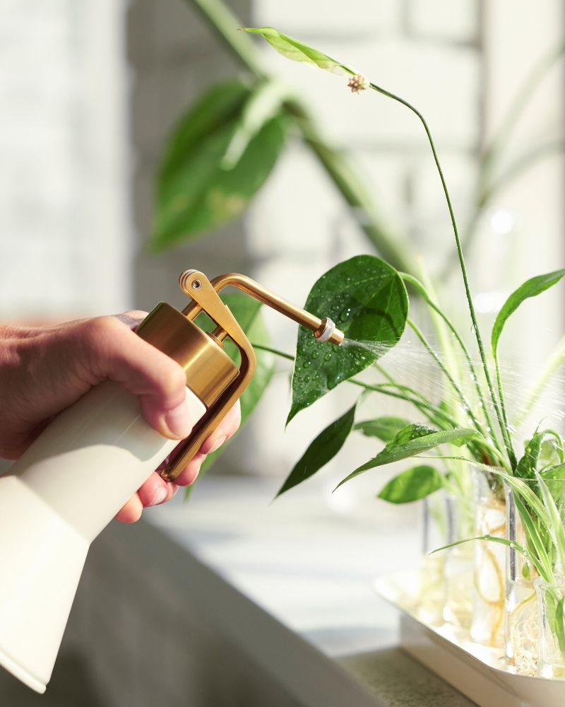 Sunny windowsill, fresh care with VATTENKRASSE propagation set and VATTENKRASSE plant mister.