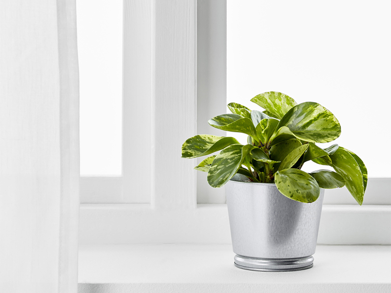 Green potted plant in a silver pot sitting on a bright white windowsill.